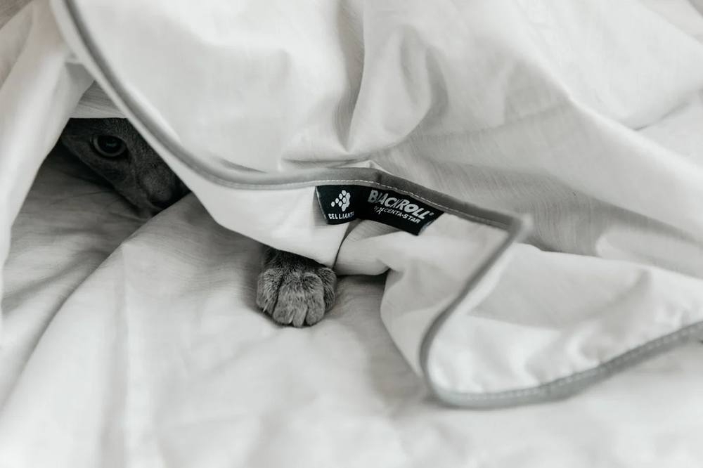 Blackroll Recovery Blanket Summer